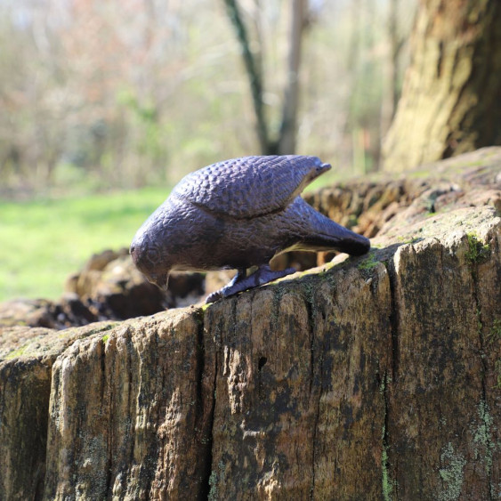 Pigeon femelle a poser marron