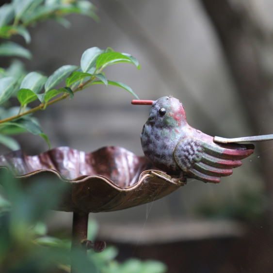 Bain d'oiseau sur pic marron